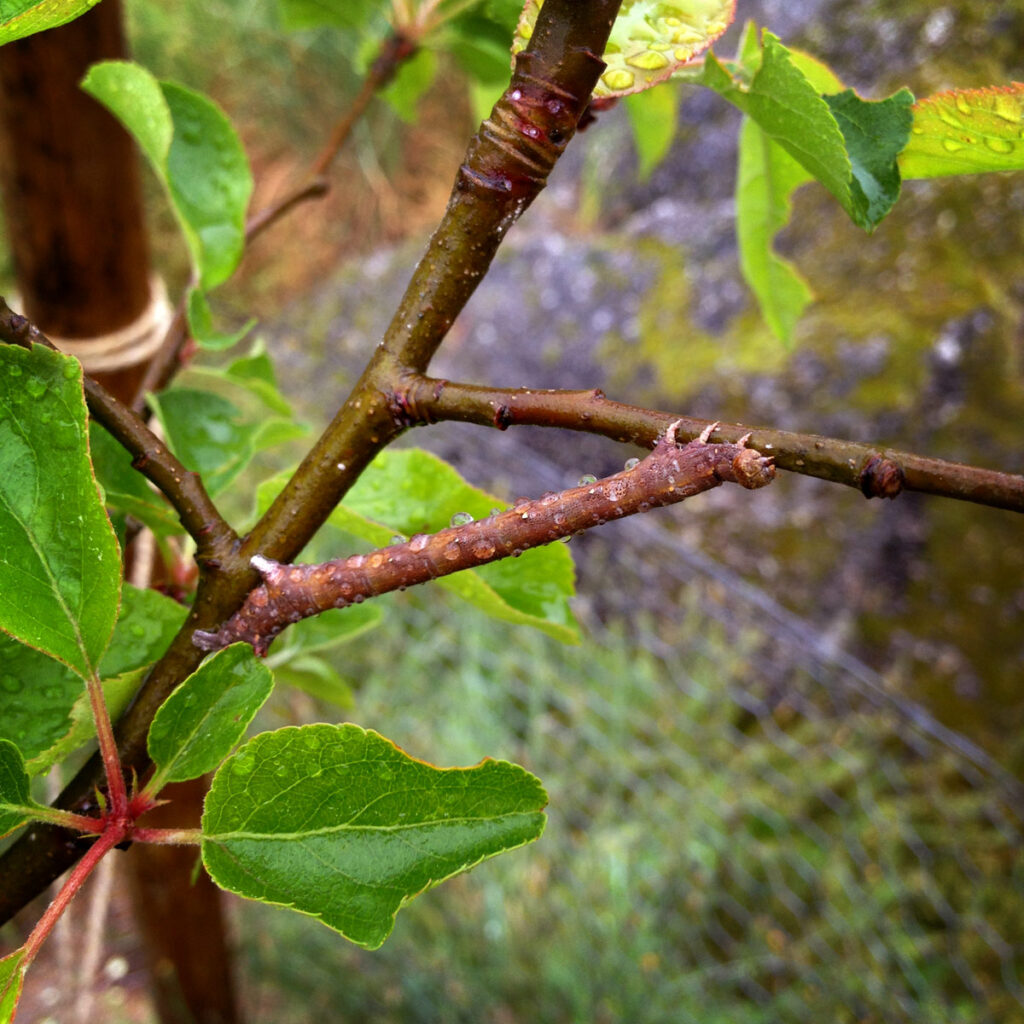 A caterpillar using a fuji apple tree to camouflage itself on the Portugal permaculture farm of Heartandsoil.