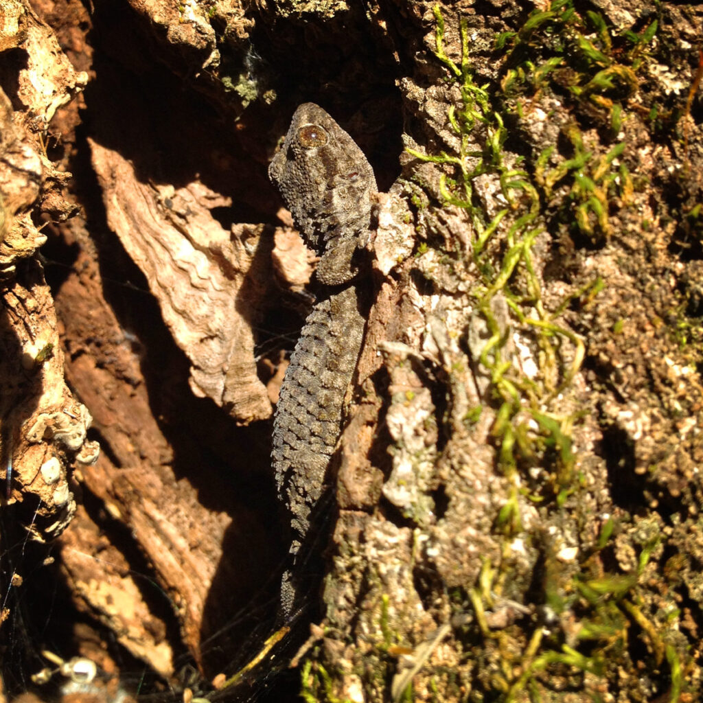 A lizard using an olive tree to camouflage itself on the Portugal permaculture farm of Heartandsoil.