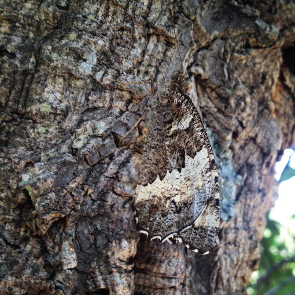 A moth using an old cork oak to camouflage itself on the Portugal permaculture farm of Heartandsoil.