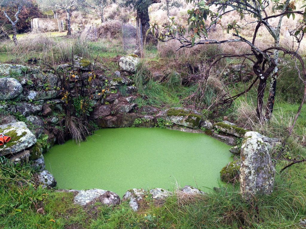 An agricultural well in central Portugal full of water in the height of the rainy season.
